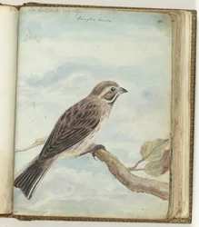 pájaro holandés