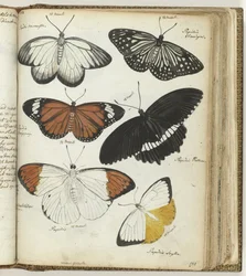 mariposas indias