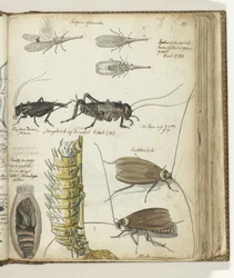 insectos