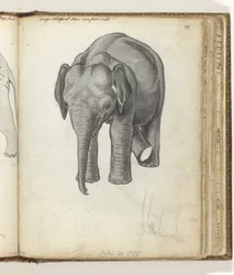 elefante joven