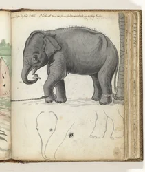 Elefante joven en un árbol