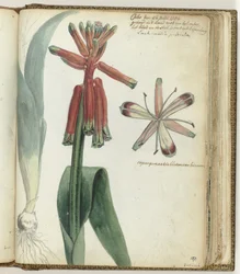 flor del cabo