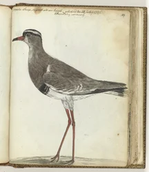 pargo del Cabo