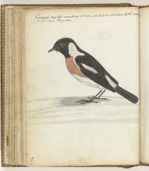 pájaro del cabo