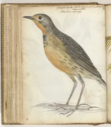pájaro del cabo