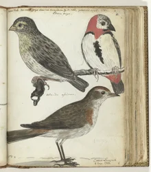 pájaros del cabo