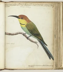 Pajarito en rama