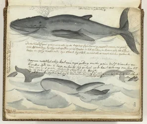 ballenas francas del norte