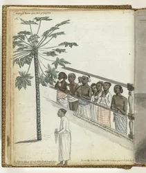 Árbol de papaya, litigantes en el Dessave y un 