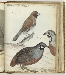 Pájaro de arroz y codorniz de las Indias Orientales