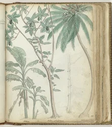 árboles tropicales