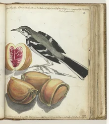 Lavandera con Fruta