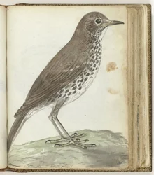 pájaro sueco