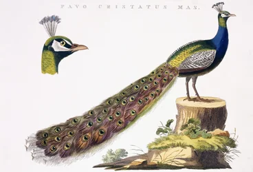 Pavo Real, c.1809-1829