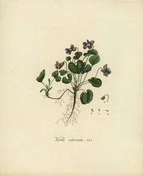 Violeta dulce o violeta inglesa, Viola odorata