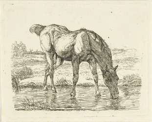 caballo bebiendo