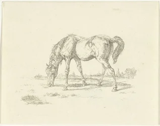 Caballo pastando a la derecha