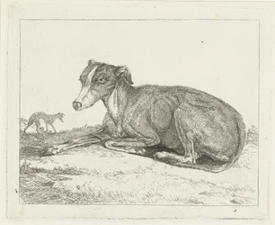 galgos