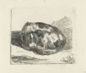 perro durmiendo