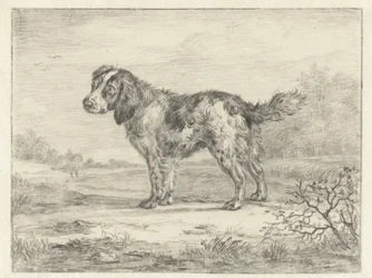 Spaniel de pie en un paisaje
