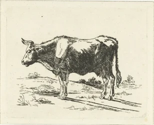 vaca de pie