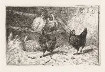 Gallo y cinco gallinas en un gallinero