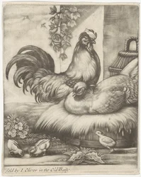 gallo y gallina