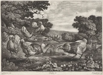 pollos de pelea