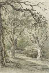Vista del bosque