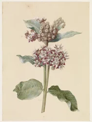 Especies de Asclepias en flor