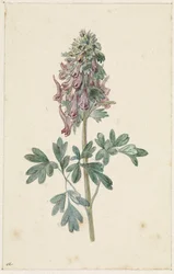 Floración Corydalis bulbosa