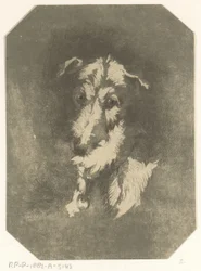 cabeza de galgo