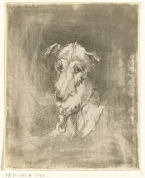 cabeza de galgo