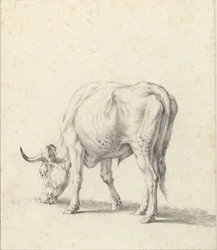 toro de pastoreo