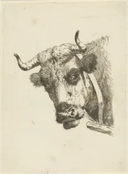 cabeza de vaca