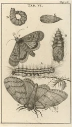 Orugas, pupas y mariposas VI