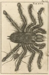 Arañas XVIII