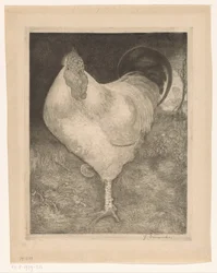 Gallo en una pata