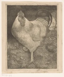 Gallo en una pata