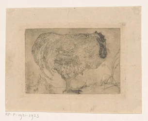 Gallo acurrucado