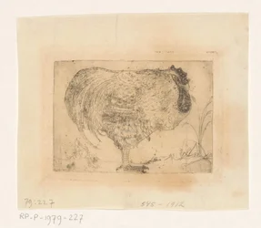 Gallo acurrucado
