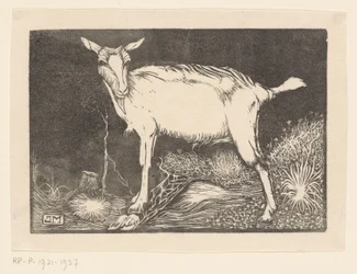 Cabra blanca