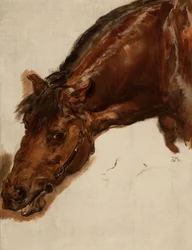 Estudio de una cabeza de caballo