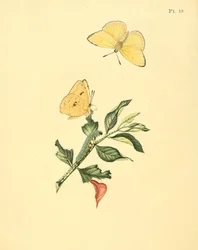 Phoebis sennae (como sin. Papilio hyperici)