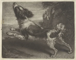 Perro corriendo, posiblemente un spaniel