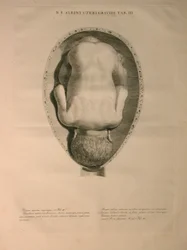 Útero de Albinus, Pl. III, ilustración de 