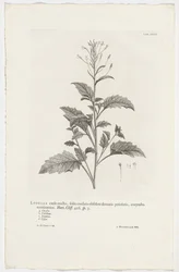 Lobelia cliffortiana
Lobelia caule erecto, foliis cordatis obsolete dentatis petiolatis, corymbo terminatrice. Hort. Cliff. 426. sp. 3 (título en el objeto)