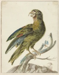 Periquitos