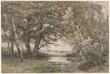 Agua bajo los árboles al final de un bosque