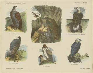 Aves de rapiña (título en el objeto)
Nuevos grabados infantiles holandeses (título de la serie en el objeto)
Grabados de Funke (título de la serie en el objeto)